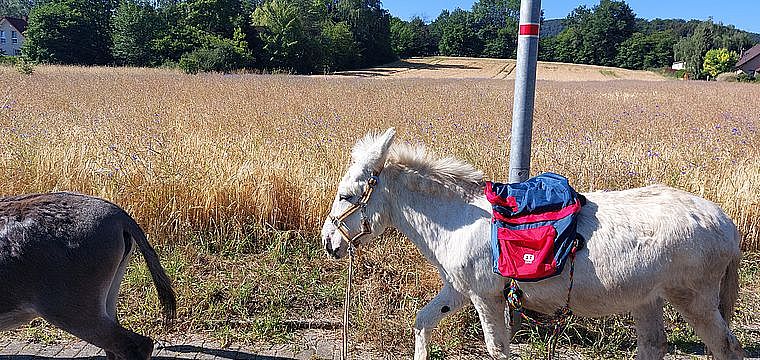 Achtsam Gehen: Gelassene Esel Wanderung