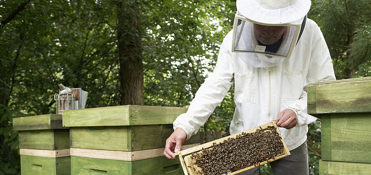 NaTourErlebnisführung auf dem BienenErlebnispfad in Schwelentrup